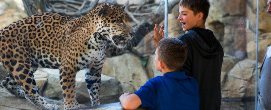 ZOO BECOMES FIRST TO EARN CERTIFIED AUTISM CENTER DESIGNATION