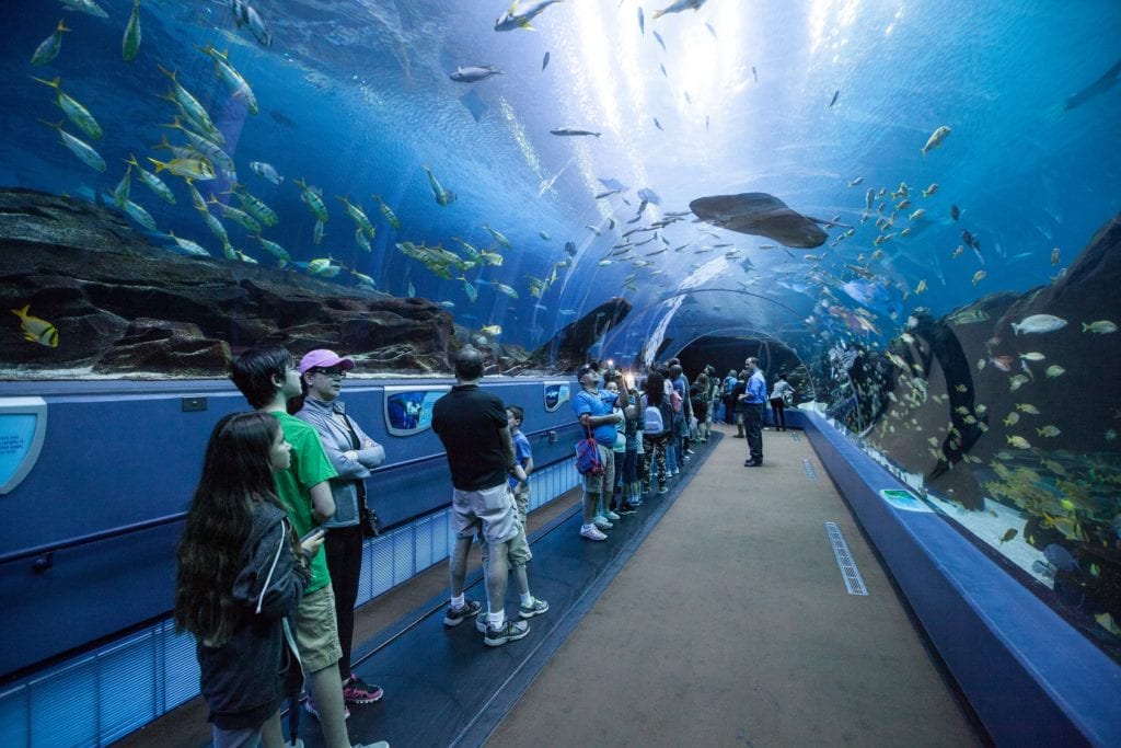 Georgia Aquarium Becomes First Aquarium Designated as a Certified Autism Center