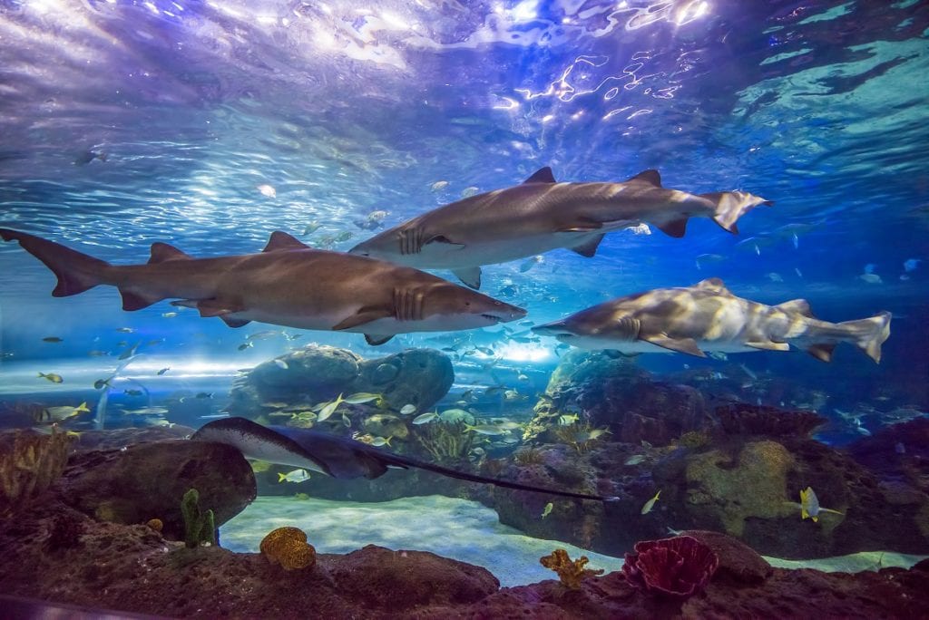 Dangerous Lagoon - Sharks Ripley's Aquarium of Canada