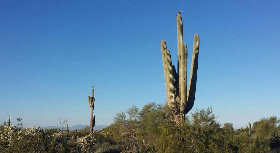 4-Mesa-Arizona-Desert-Cactuses