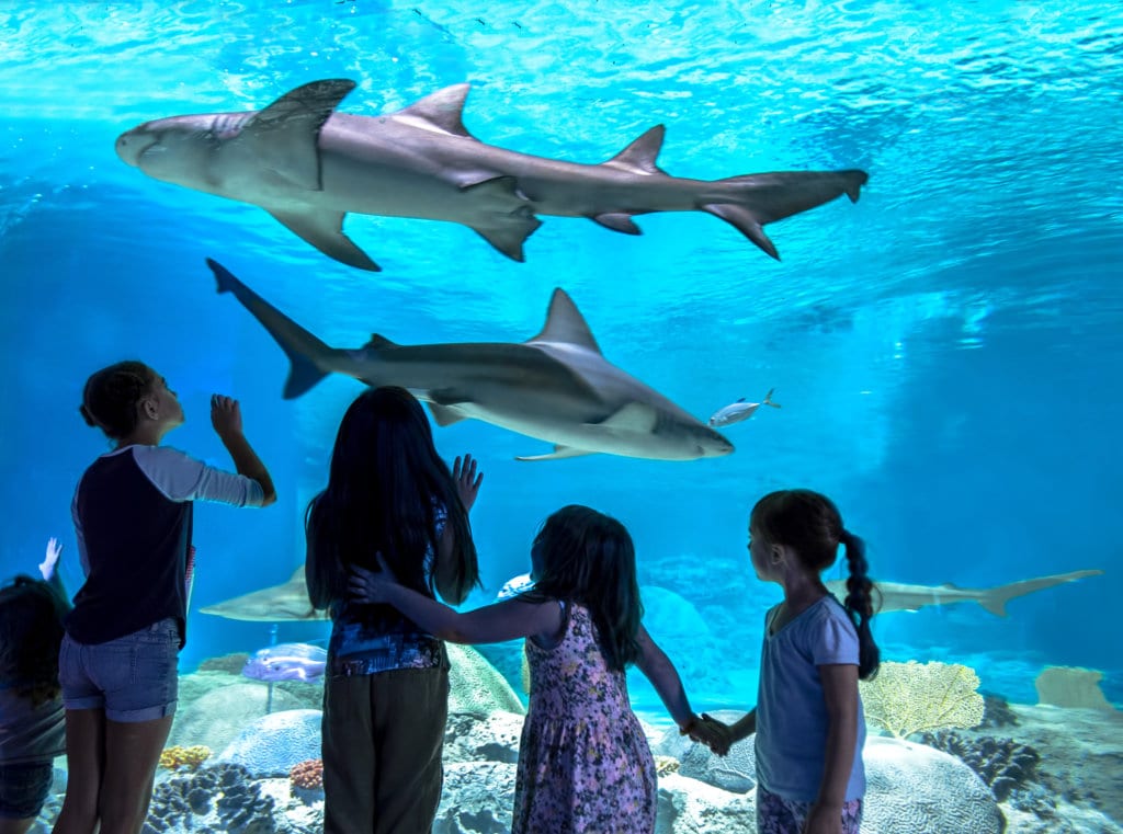 SharkWaters-kids- at aquarium at certified autism center