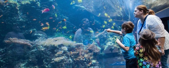 Georgia Aquarium Takes Their Certified Autism Center™ Designation to the Next Level