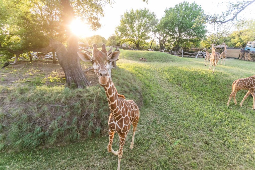 Fort Worth Zoo giraffe