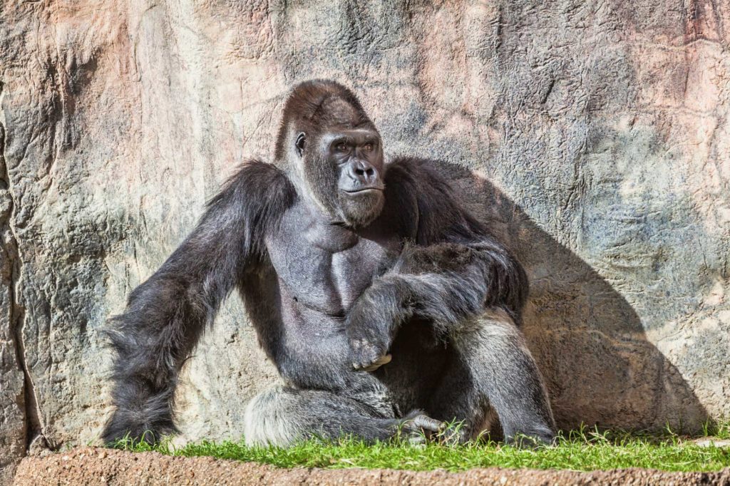 Fort Worth Zoo gorilla