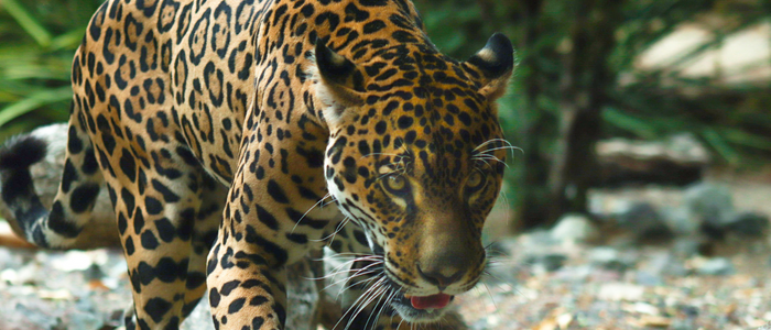 Jaguar_The Living Desert Zoo and Gardens
