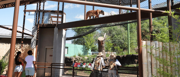 A tiger walks along an elevated platform while visitors watch from below in a zoo exhibit surrounded by greenery.