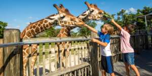 miami-dade_park_v2 Kids feeding a giraffe at Miami Zoo.