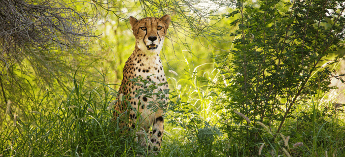 The Living Desert Zoo (1) Cheetah sitting alert among tall green grass and trees in a sunlit natural habitat.