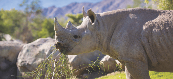 The Living Desert Zoo (2) A close-up of a rhinoceros eating green foliage with rocky terrain and blurred mountains in the background.