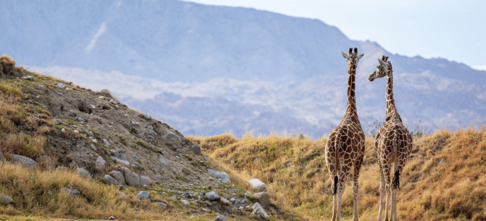 The Living Desert Zoo (4) Two giraffes standing on grassy terrain with rocky hills and a mountain backdrop under a clear sky.