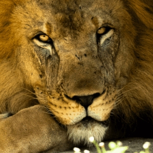 Close-up of a male lion resting with intense golden eyes and a textured mane in natural light.