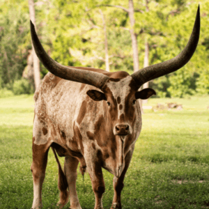 Texas Longhorn cow with large, curved horns standing on green grass with trees in the background.